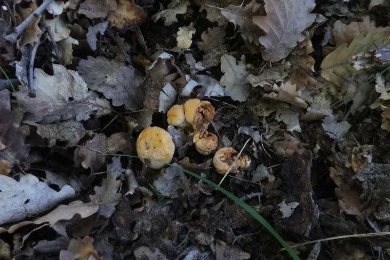 Cantharellus pallens 1 - IMG_5190